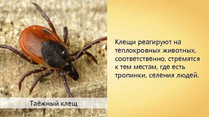Клещи реагируют на теплокровных животных, соответственно, стремятся к тем местам, где есть тропинки, селения