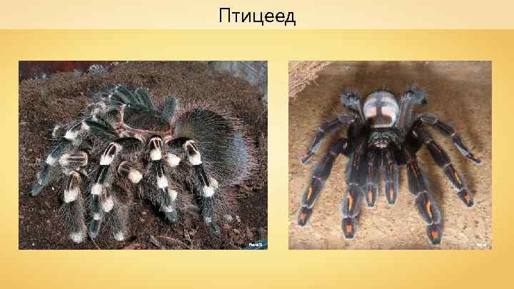 Птицеед Pavel. SI Paver 