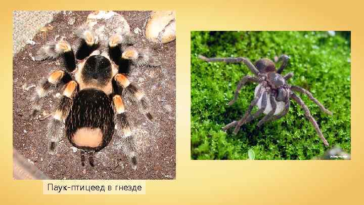 Jetlagvoyage HTO Паук-птицеед в гнезде 