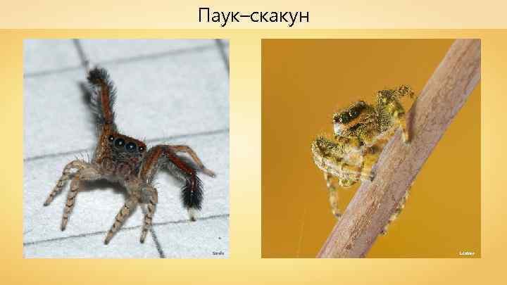 Паук–скакун Sarefo Lviatour 