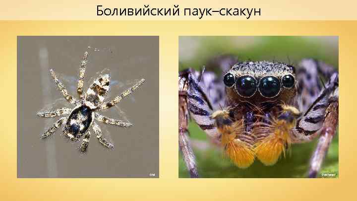 Боливийский паук–скакун Olei Opoterser 