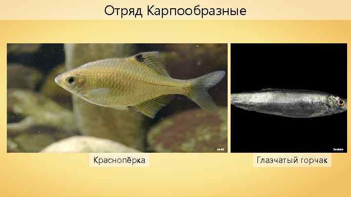 Отряд Карпообразные Jarekt Краснопёрка Seotaro Глазчатый горчак 