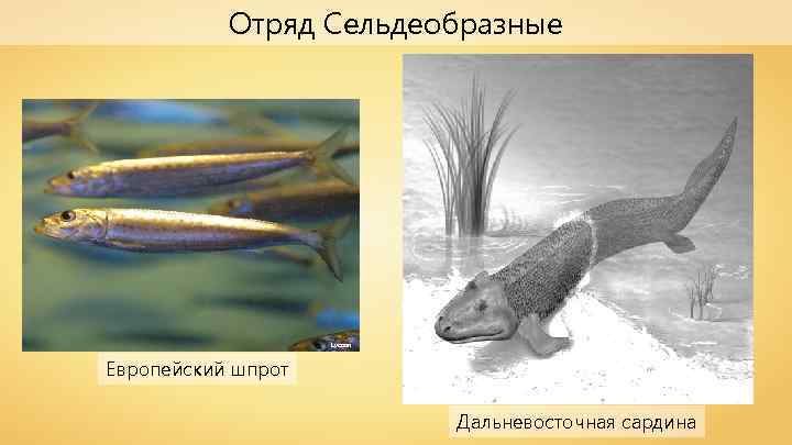 Отряд Сельдеобразные Lycaon Европейский шпрот Open. Cage Дальневосточная сардина 
