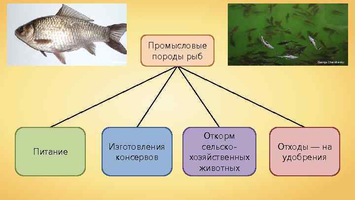 Viridiflavus Питание Промысловые породы рыб Изготовления консервов Откорм сельскохозяйственных животных George Chernilevsky Отходы —