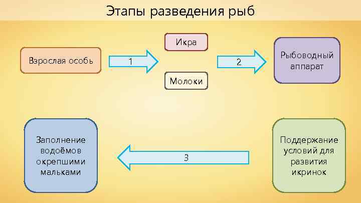 Этапы разведения рыб Икра Взрослая особь 1 2 Рыбоводный аппарат Молоки Заполнение водоёмов окрепшими