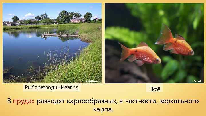 Сергей Сорокин Рыборазводный завод Monedula Пруд В прудах разводят карпообразных, в частности, зеркального карпа.