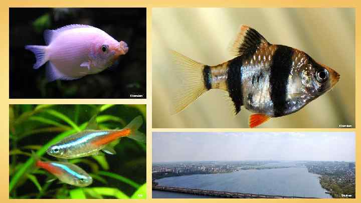 Kkonstan Aka Shizhao 