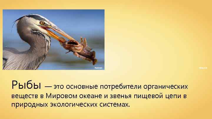 Rubinbot Рыбы — это основные потребители органических веществ в Мировом океане и звенья пищевой