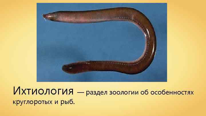 Ихтиология — раздел зоологии об особенностях круглоротых и рыб. 
