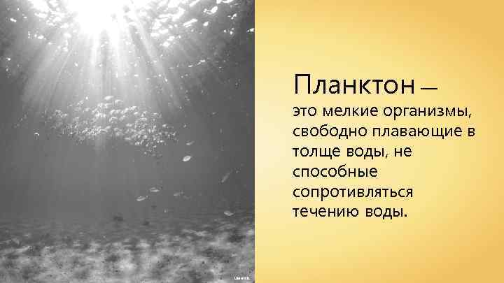 Планктон — это мелкие организмы, свободно плавающие в толще воды, не способные сопротивляться течению