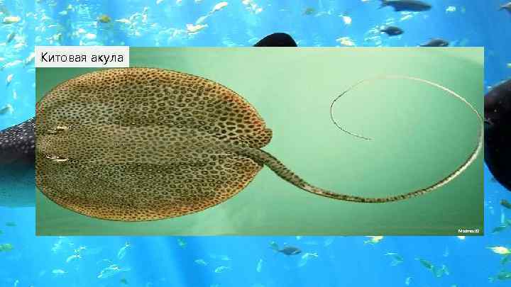 Китовая акула Madmax 32 