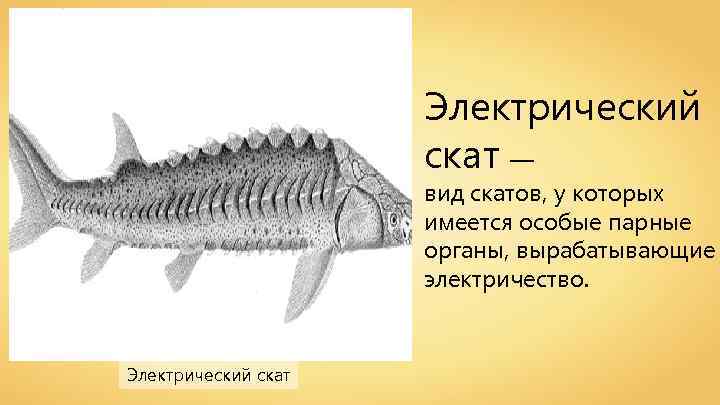 Электрический скат — вид скатов, у которых имеется особые парные органы, вырабатывающие электричество. Matthias