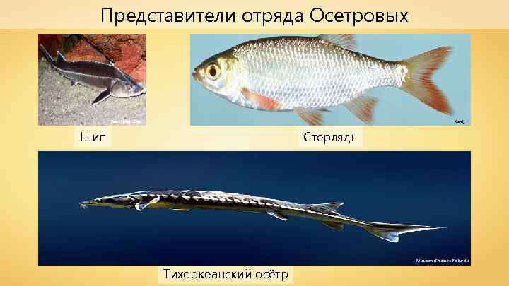 Представители отряда Осетровых Zaur Abbaszade Karelj Шип Стерлядь Muséum d'histoire Naturelle Тихоокеанский осётр 