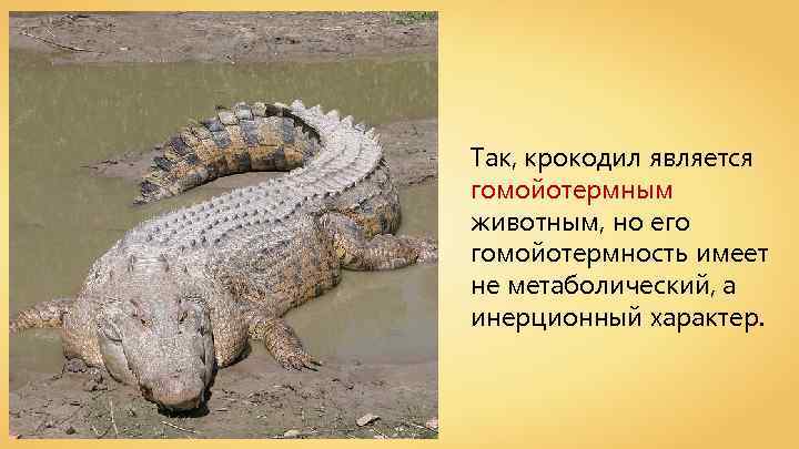 Так, крокодил является гомойотермным животным, но его гомойотермность имеет не метаболический, а инерционный характер.