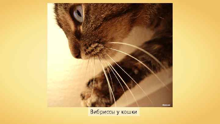 Flickr. Lickr Вибриссы у кошки 