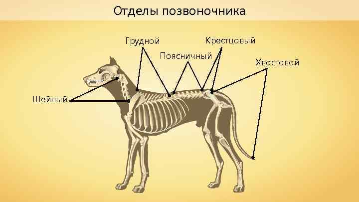 Схема позвоночника млекопитающих