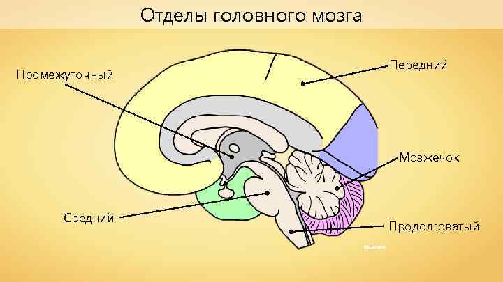 Отделы головного мозга Передний Промежуточный Мозжечок Средний Продолговатый NEUROtiker 