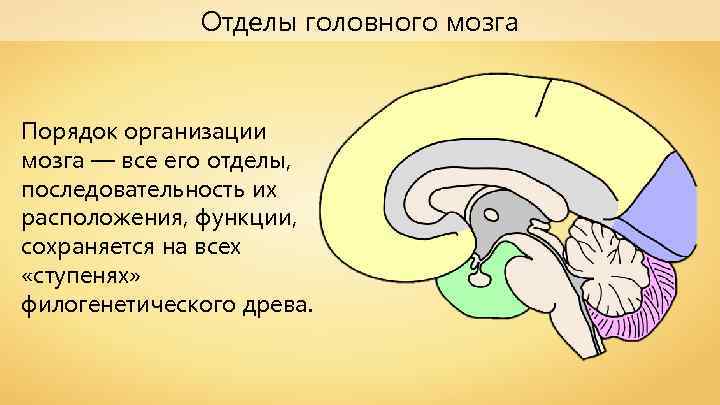 Отделы головного мозга Порядок организации мозга — все его отделы, последовательность их расположения, функции,