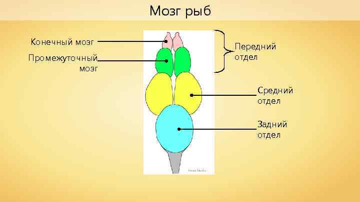 Мозг рыб Конечный мозг Передний отдел Промежуточный мозг Средний отдел Задний отдел Neale Monks