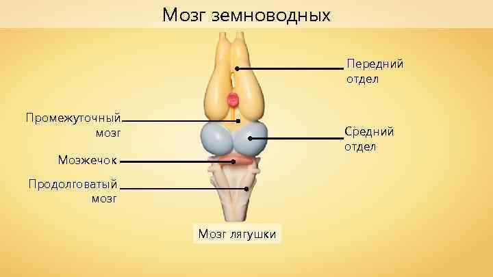 Средний мозг у земноводных