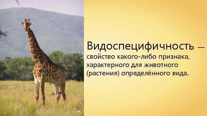 Видоспецифичность — свойство какого-либо признака, характерного для животного (растения) определённого вида. Hok 