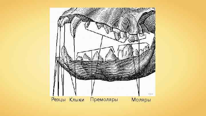 Mider Резцы Клыки Премоляры Моляры 