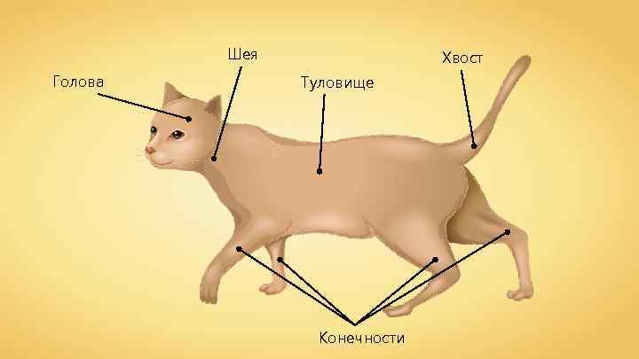 Шея Голова Хвост Туловище Конечности 