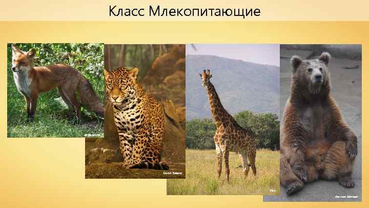 Класс Млекопитающие 4028 mdk 09 Doruk Salancı Hok German Stimban 