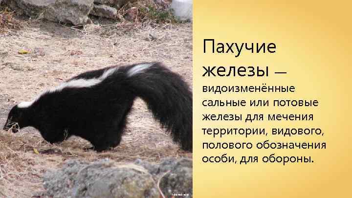 Пахучие железы — видоизменённые сальные или потовые железы для мечения территории, видового, полового обозначения