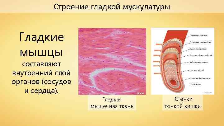 Строение гладкой мускулатуры Гладкие мышцы составляют внутренний слой органов (сосудов и сердца). Gastro-en Polarlys