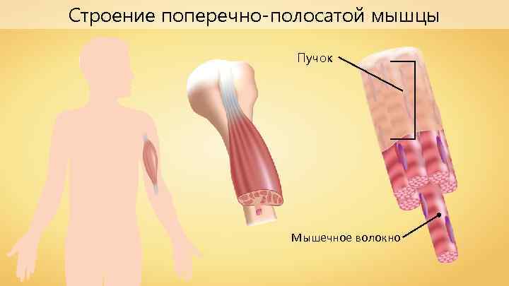 Строение поперечно-полосатой мышцы Пучок Мышечное волокно 