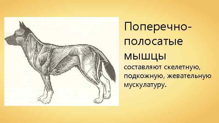 Поперечнополосатые мышцы составляют скелетную, подкожную, жевательную мускулатуру. 