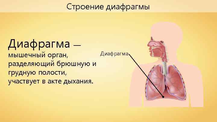 Строение диафрагмы Диафрагма — мышечный орган, разделяющий брюшную и грудную полости, участвует в акте