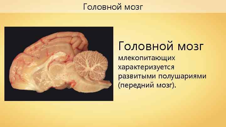 Головной мозг млекопитающих характеризуется развитыми полушариями (передний мозг). 