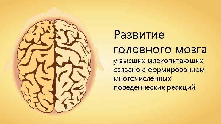 Развитие головного мозга у высших млекопитающих связано с формированием многочисленных поведенческих реакций. 