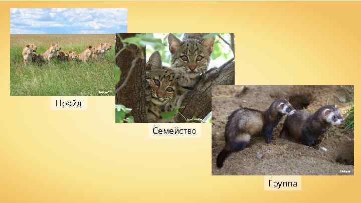 Tekken 50 Прайд Loadmaster Семейство Malene Группа 