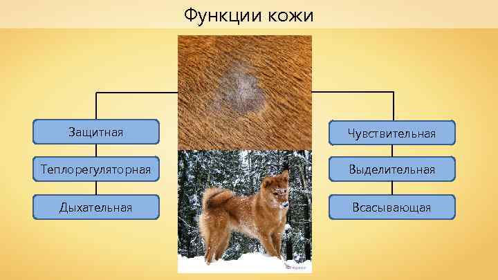 Функции кожи Защитная Чувствительная Теплорегуляторная Выделительная Дыхательная Всасывающая Karelgerda 