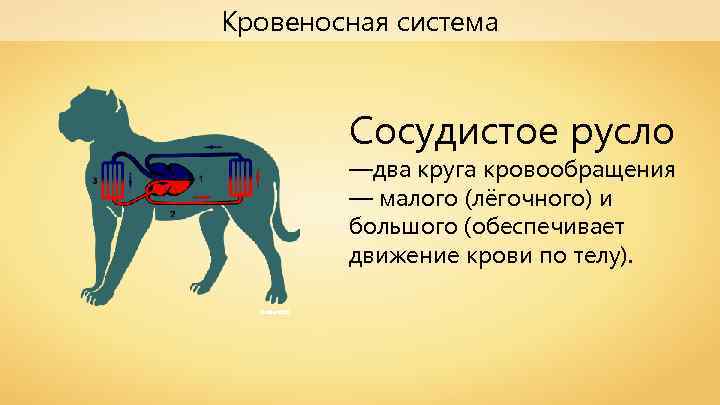 Кровеносная система Сосудистое русло —два круга кровообращения — малого (лёгочного) и большого (обеспечивает движение