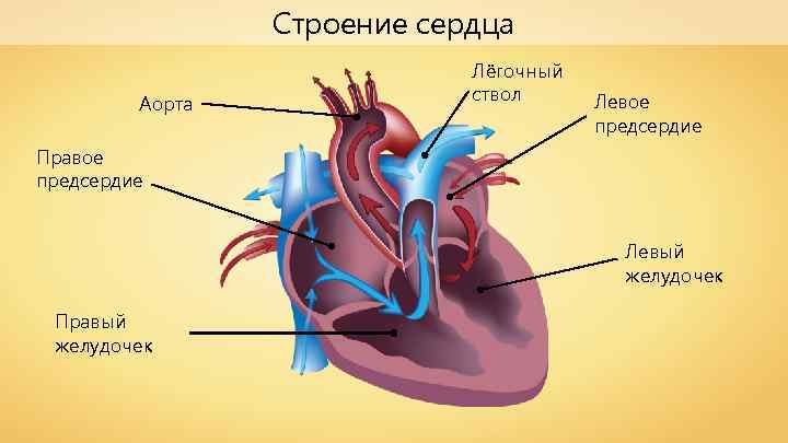 Строение сердца Аорта Лёгочный ствол Левое предсердие Правое предсердие Левый желудочек Правый желудочек 