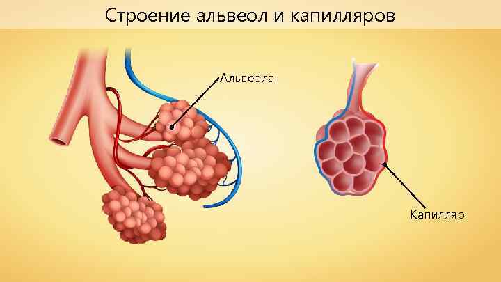 Строение альвеол и капилляров Альвеола Капилляр 