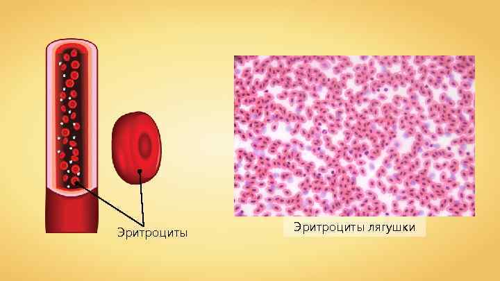Эритроциты лягушки 