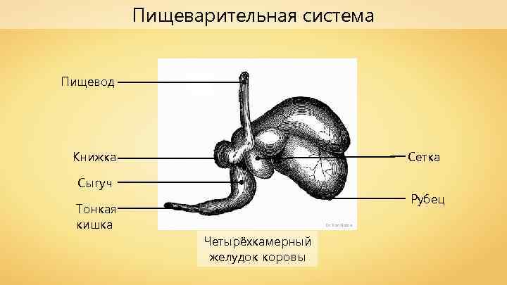 Пищеварительная система Пищевод Книжка Сетка Сыгуч Рубец Тонкая кишка Dr. Karl Rothe Четырёхкамерный желудок