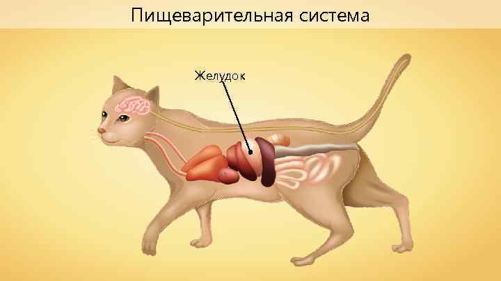 Пищеварительная система Желудок 