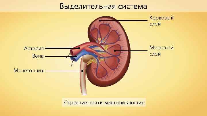 Выделительная система Корковый слой Мозговой слой Артерия Вена Мочеточник Строение почки млекопитающих 