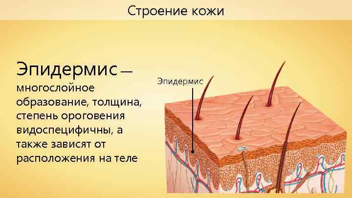 Строение кожи Эпидермис — многослойное образование, толщина, степень ороговения видоспецифичны, а также зависят от