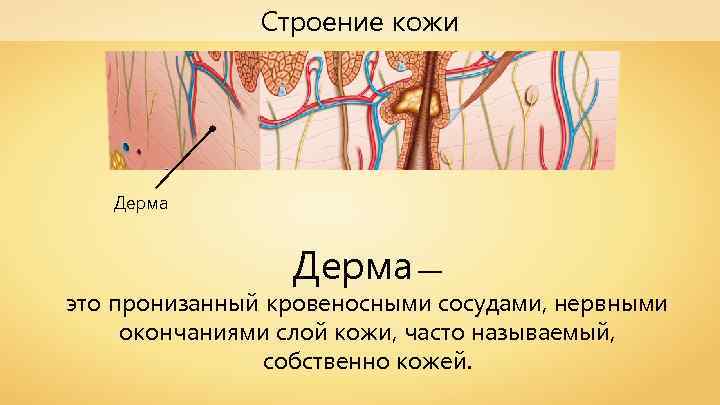 Строение кожи Дерма — это пронизанный кровеносными сосудами, нервными окончаниями слой кожи, часто называемый,