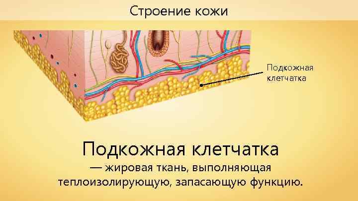 Строение кожи Подкожная клетчатка — жировая ткань, выполняющая теплоизолирующую, запасающую функцию. 