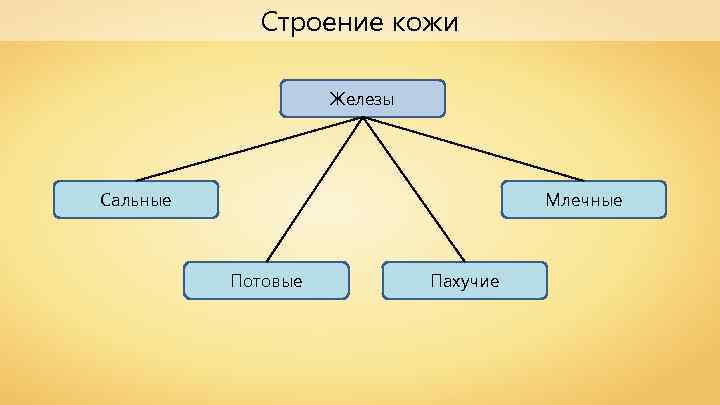 Строение кожи Железы Сальные Млечные Потовые Пахучие 