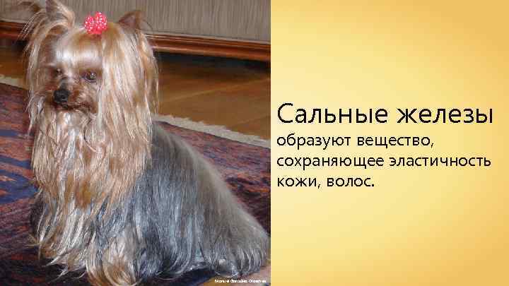 Сальные железы образуют вещество, сохраняющее эластичность кожи, волос. Manuel González Olaechea 