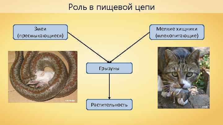 Роль в пищевой цепи Змеи (пресмыкающиеся) Мелкие хищники (млекопитающие) Грызуны Cole Shatto Растительность Lxowle